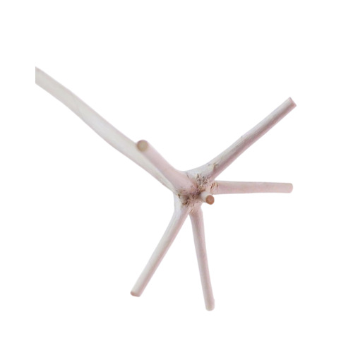 Swizzle Stick - All Natural - Hand Harvested